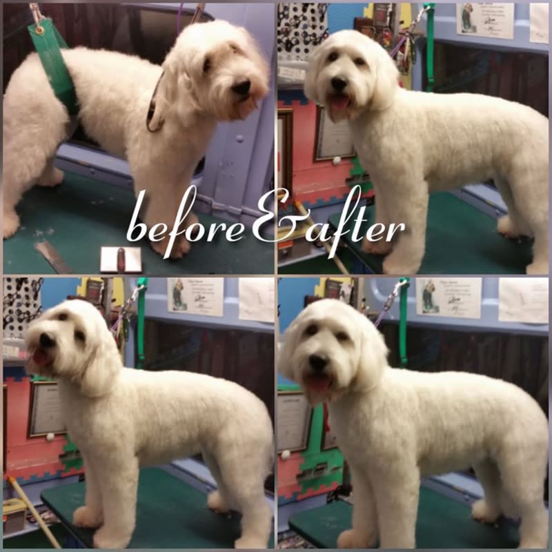 A cream doodle being groomed on the table at Lapdog's salon, before and after