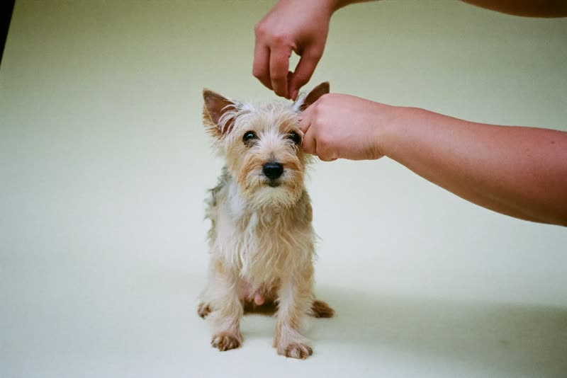 A shaggy terrier waiting for its groom