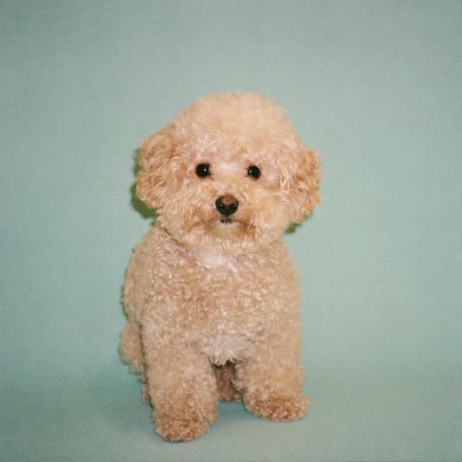 A freshly clipped curly-coated dog after a full groom