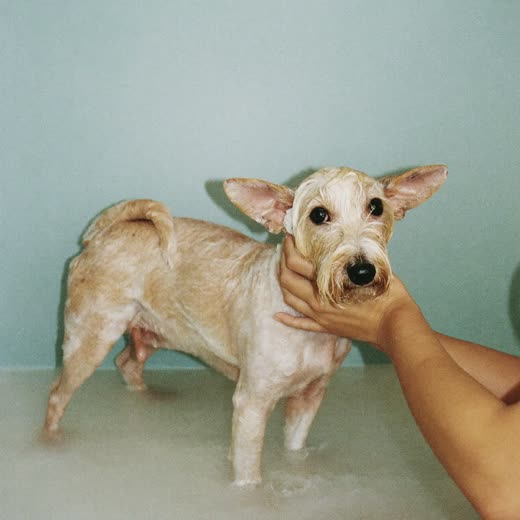 A small dog being bathed and lathered