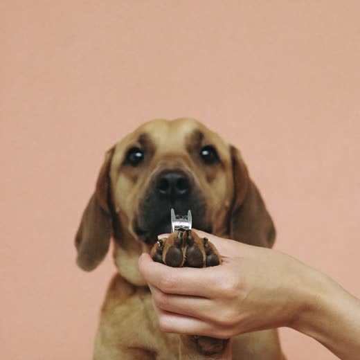 A dog's nails being clipped