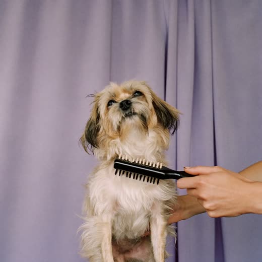 A long-coated dog being brushed out