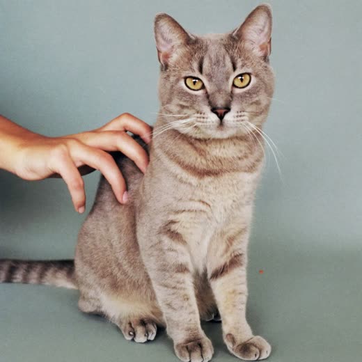 A cat being gently combed